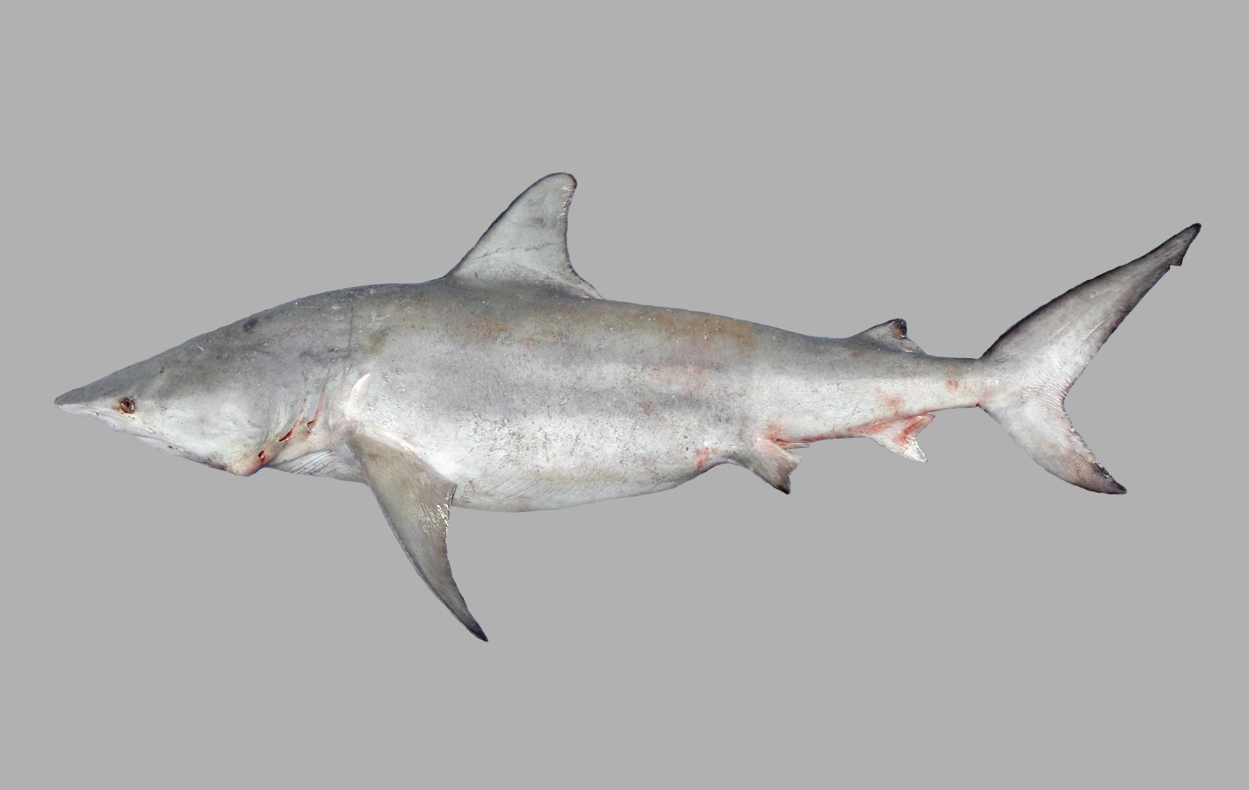 Carcharhinus limbatus, male, 120 cm TL, Yemen: Hodeidah; R. Bonfil
